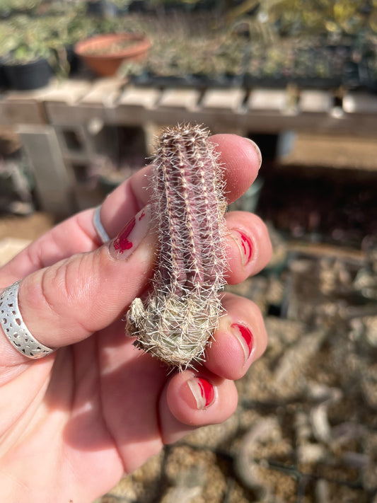 Yellow Bloom Peanut Cactus - Echinopsis chamaecereus -unrooted cutting