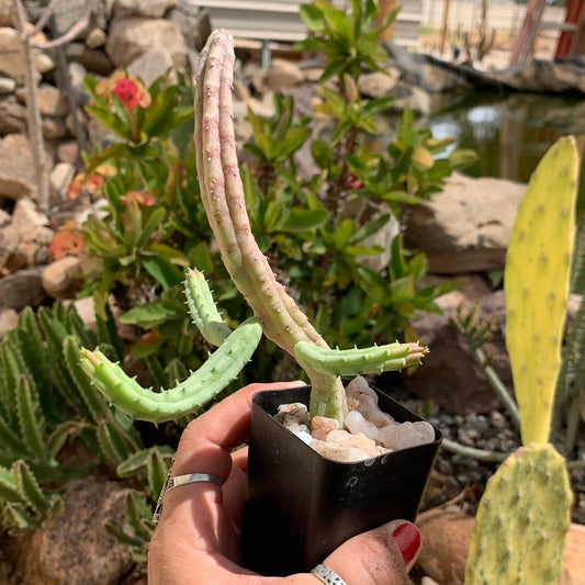 Huernia procumbens