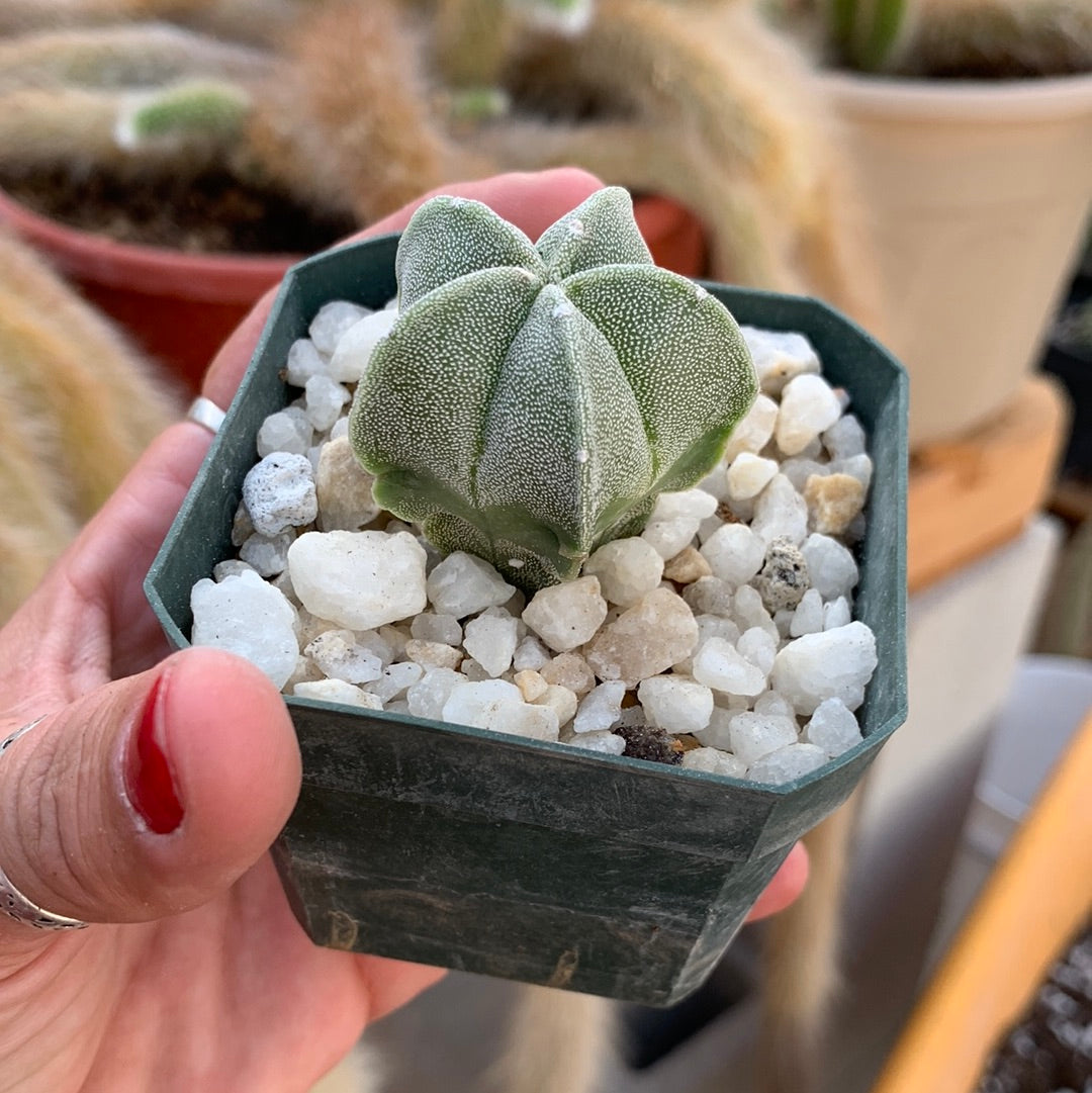 Astrophytum myriostigma