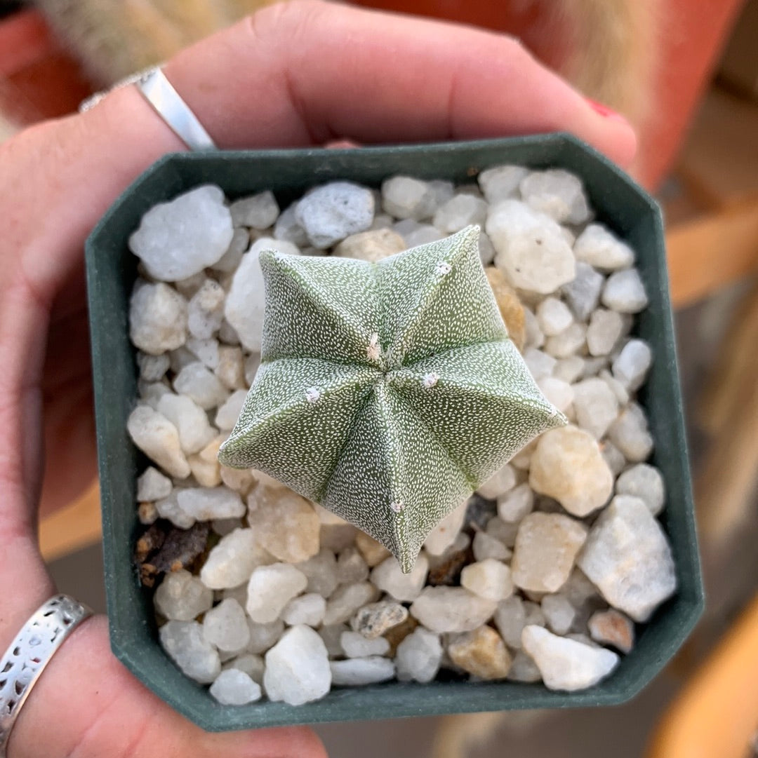 Astrophytum myriostigma