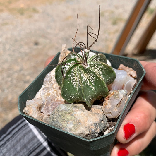 Astrophytum capricorne