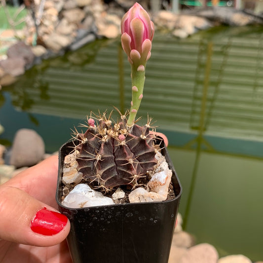 Gymnocalycium mihanovichii friedrichii seed grown