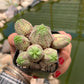 Euphorbia pseudoglobosa hybrid