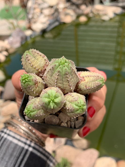 Euphorbia pseudoglobosa hybrid