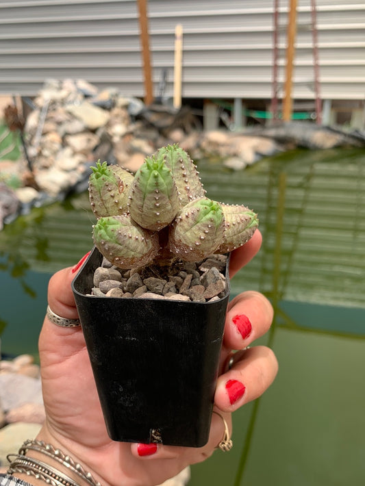 Euphorbia pseudoglobosa hybrid