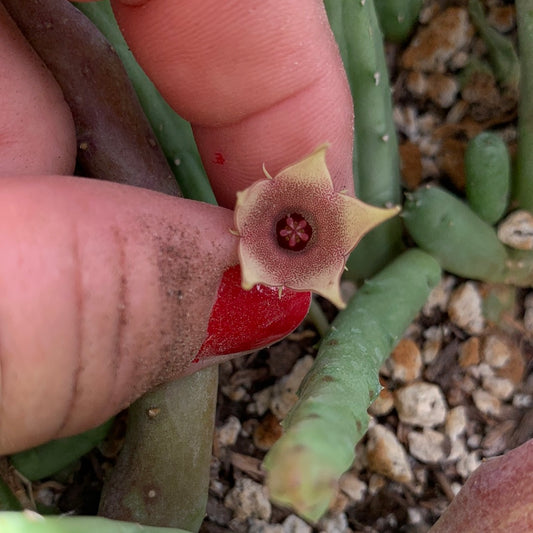 Huernia procumbens