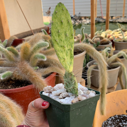 Opuntia sunburst variegata