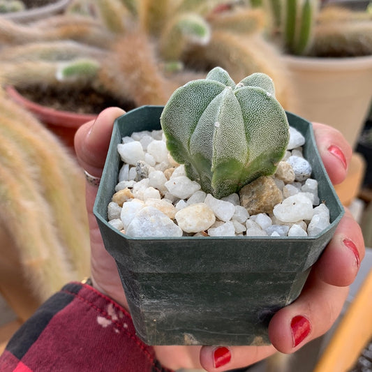 Astrophytum myriostigma