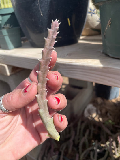 Stapelia Mutabilis - Purple Starfish