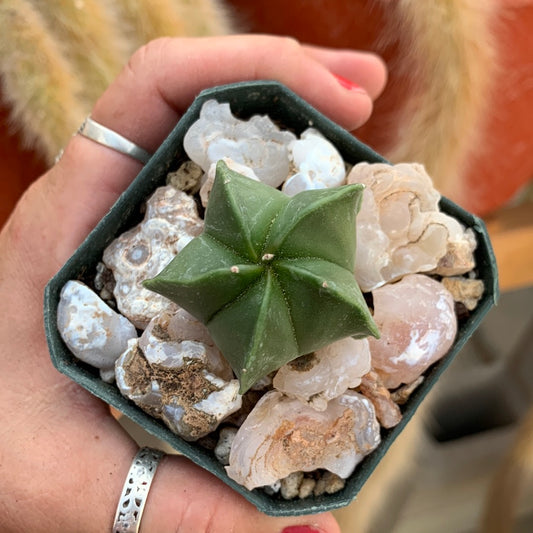 Astrophytum myriostigma var. nudum