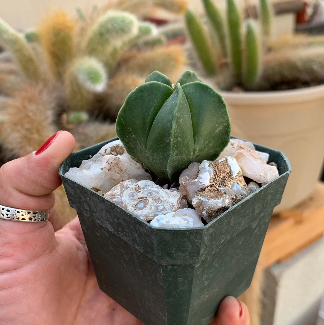 Astrophytum myriostigma var. nudum