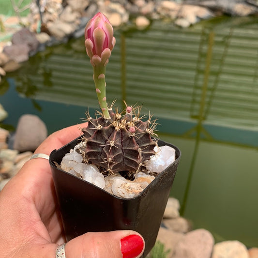 Gymnocalycium mihanovichii friedrichii seed grown