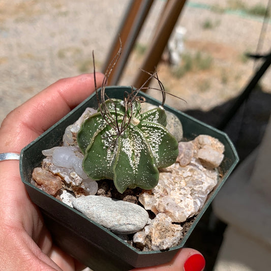 Astrophytum capricorne