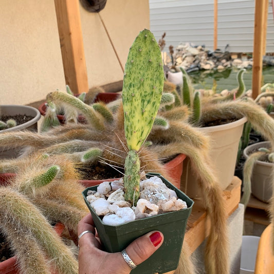 Opuntia sunburst variegata