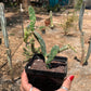 Opuntia zebrina reticulata Cobra cactus