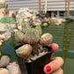 Euphorbia pseudoglobosa hybrid