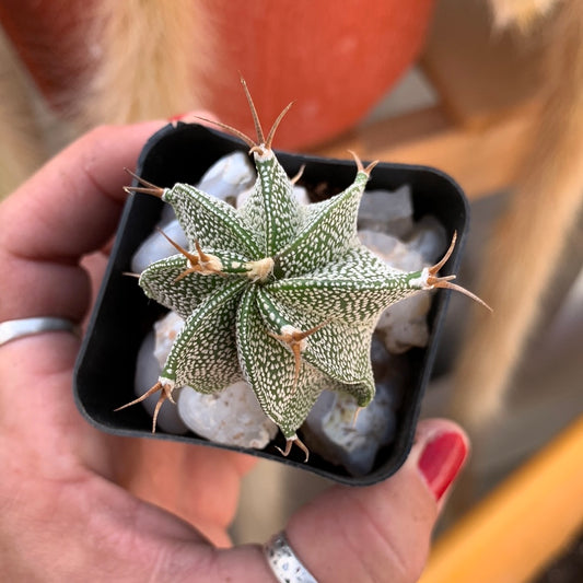 Astrophytum ornatum seed grown