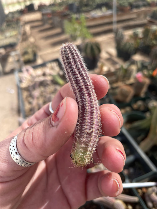 Echinopsis chamaecereus cv Westfield Alba - White Blooms