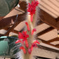 Hildewintera colademononis (Monkey Tail Cactus)
