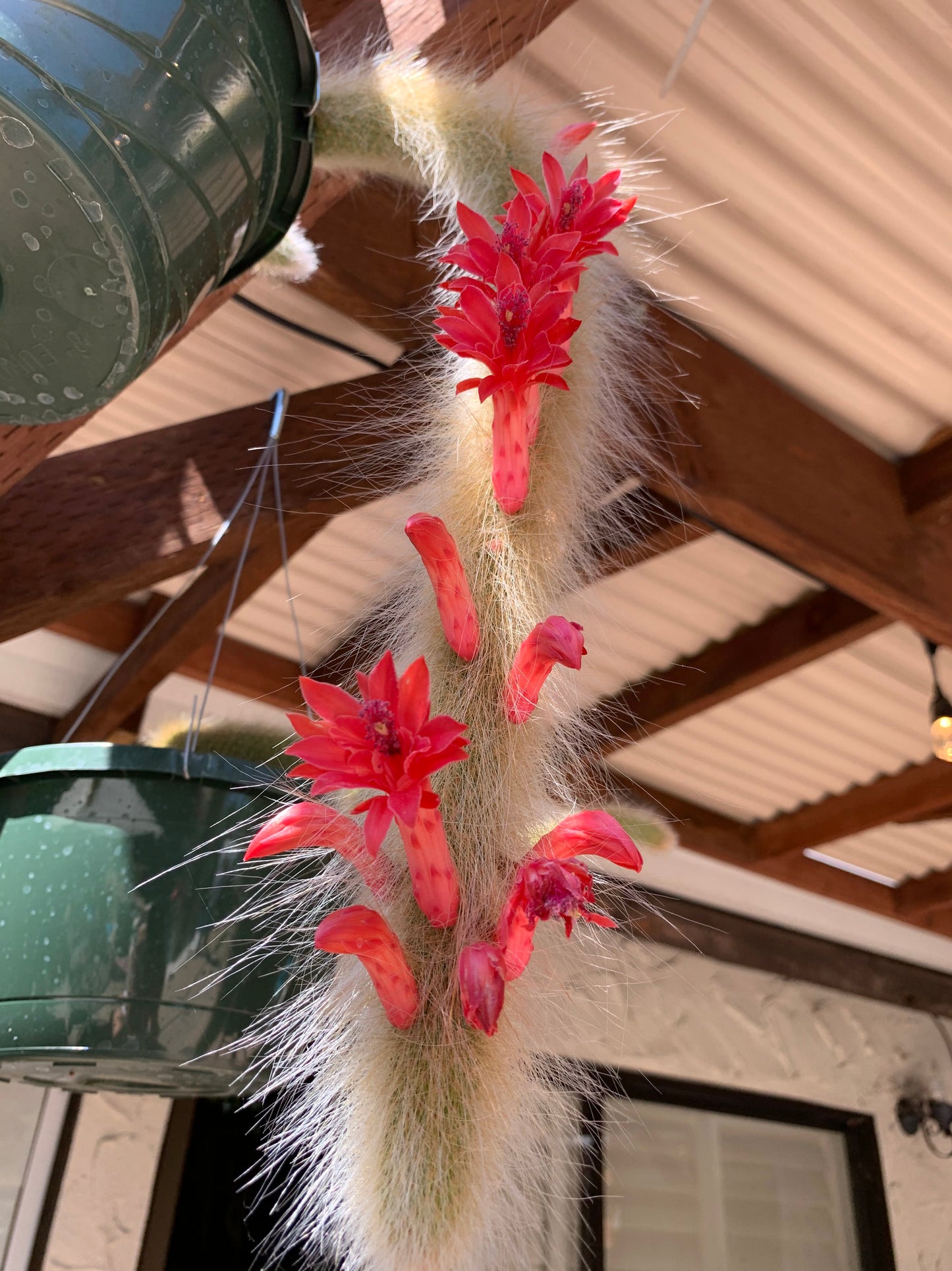 Hildewintera colademononis (Monkey Tail Cactus)