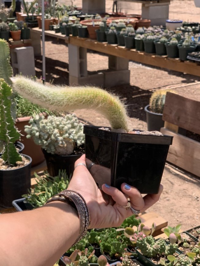 Hildewintera colademononis (Monkey Tail Cactus)