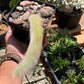 Hildewintera colademononis (Monkey Tail Cactus)