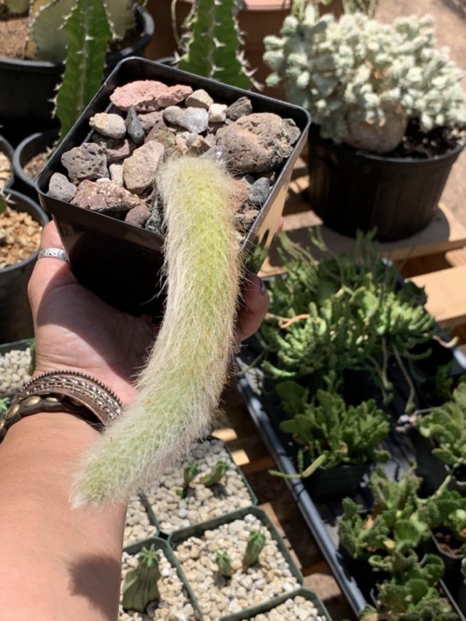 Hildewintera colademononis (Monkey Tail Cactus)