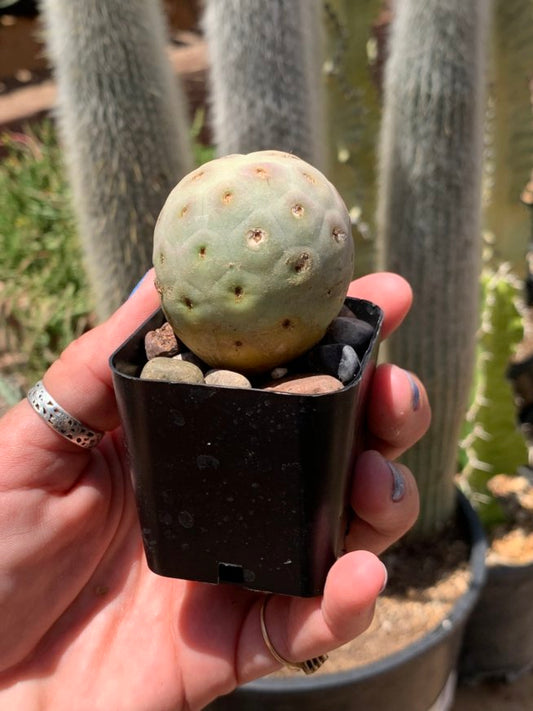 Tephrocactus geometricus