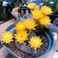 Yellow Bloom Peanut Cactus - Echinopsis chamaecereus -unrooted cutting